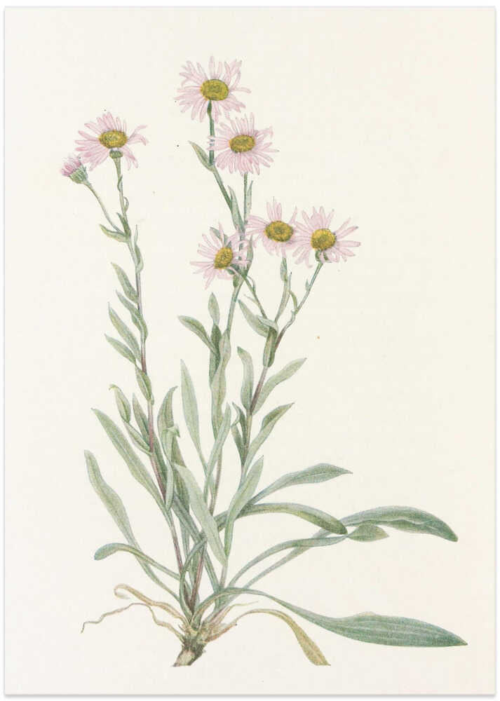 Pink Fleabane From North American Wildflowers (1925) By Mary Vaux Walcott - Art Print by Mary Vaux Walcott