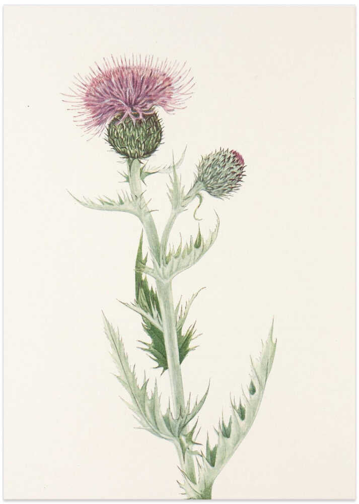 Prairie Thistle From North American Wildflowers (1925) By Mary Vaux Walcott. - Art Print by Mary Vaux Walcott