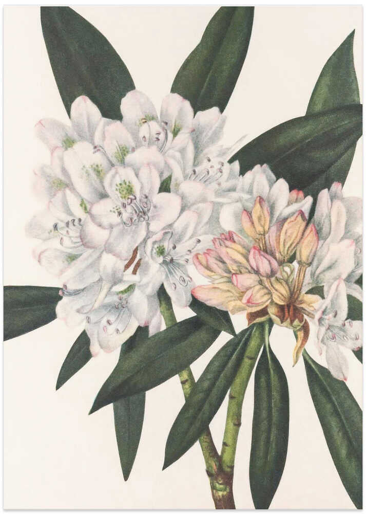 Rosebay Rhododendron From North American Wildflowers (1925) By Mary Vaux Walcott. - Art Print by Mary Vaux Walcott