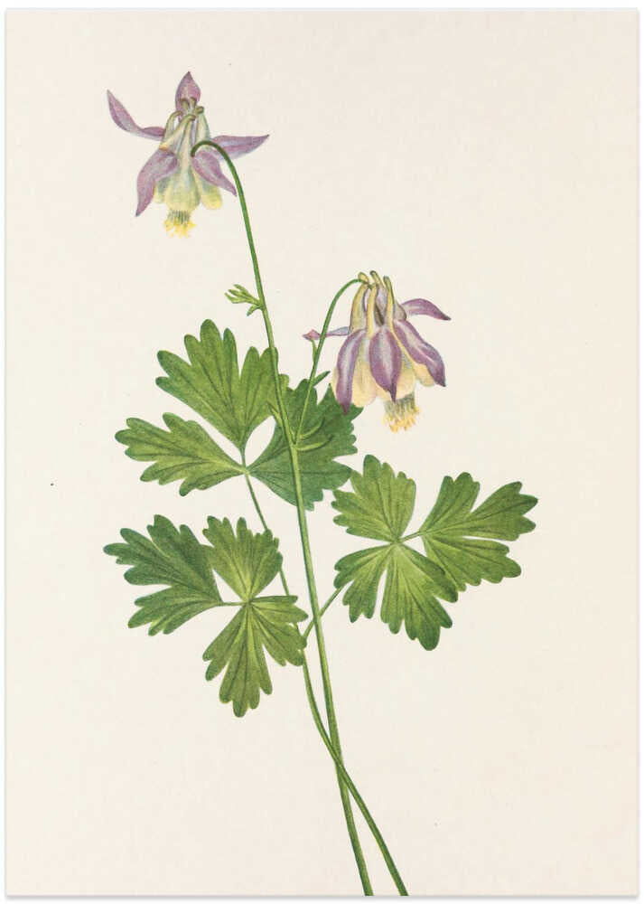 Shortspur Columbine From North American Wildflowers (1925) By Mary Vaux Walcott - Art Print by Mary Vaux Walcott