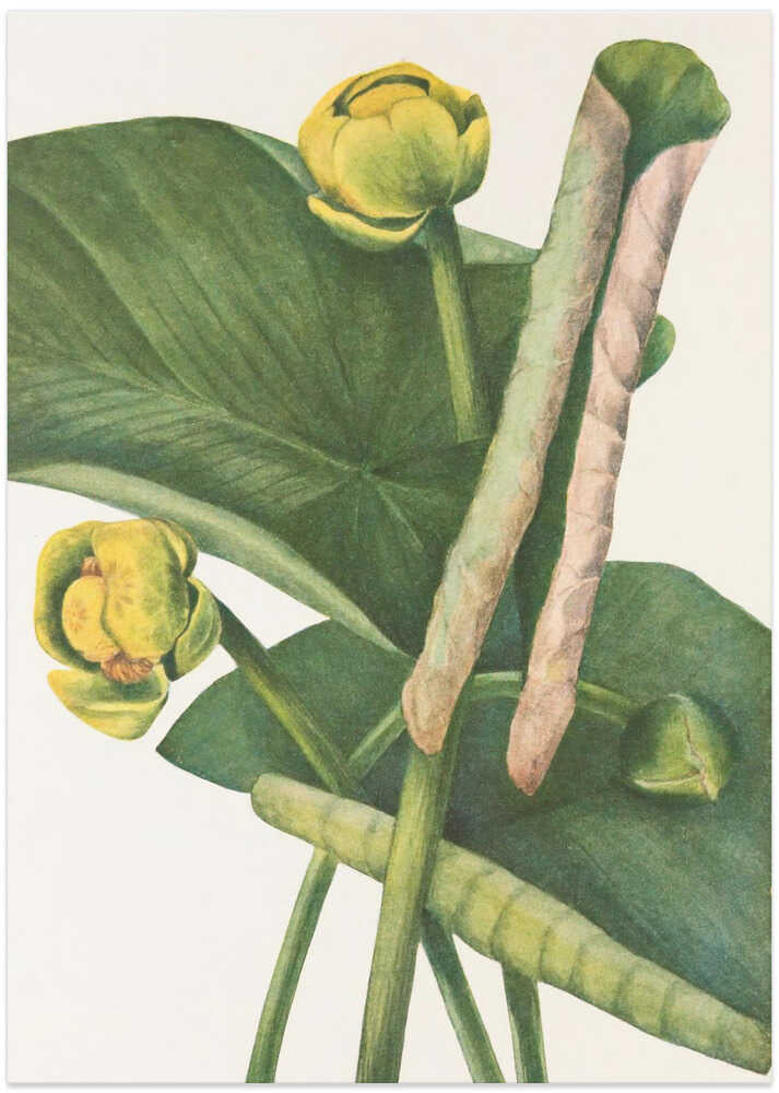 Spatterdock From North American Wildflowers (1925) By Mary Vaux Walcott. - Art Print by Mary Vaux Walcott