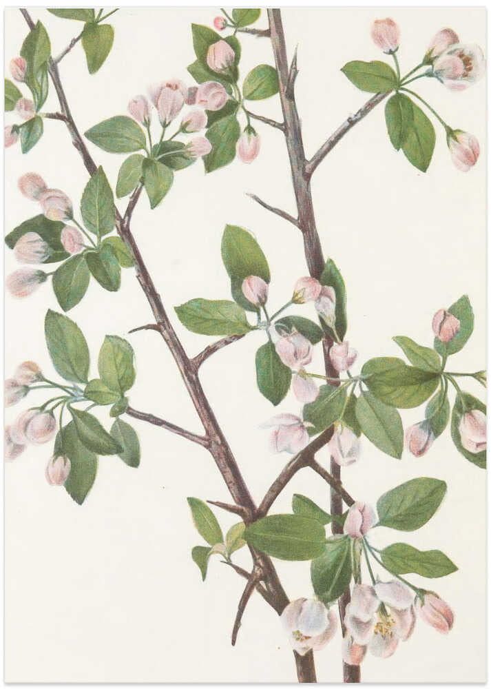 Wild Sweet Crab From North American Wildflowers (1925) By Mary Vaux Walcott. - Art Print by Mary Vaux Walcott
