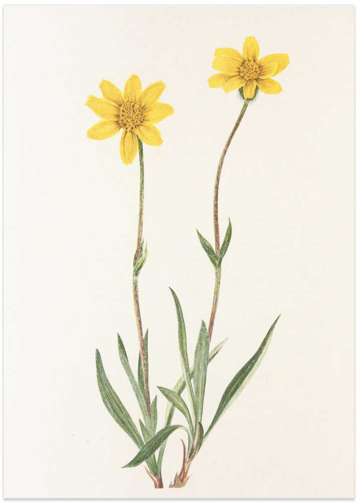 Woolly Arnica From North American Wildflowers (1925) By Mary Vaux Walcott - Art Print by Mary Vaux Walcott