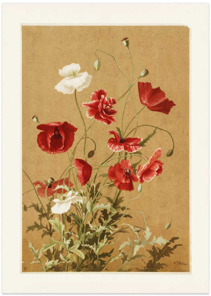 Poppies No. 3 By Ellen Thayer Fisher - Art Print by Ellen Thayer Fisher