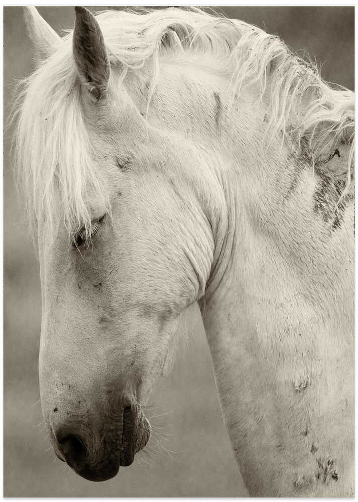 Horse portrait - Art Print by Allan Wallberg