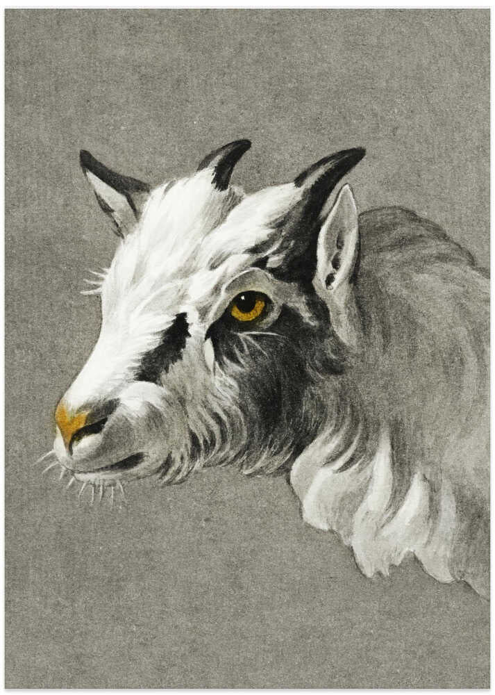 Head of a Goat Portrait Mode - Art Print by Jean Bernard