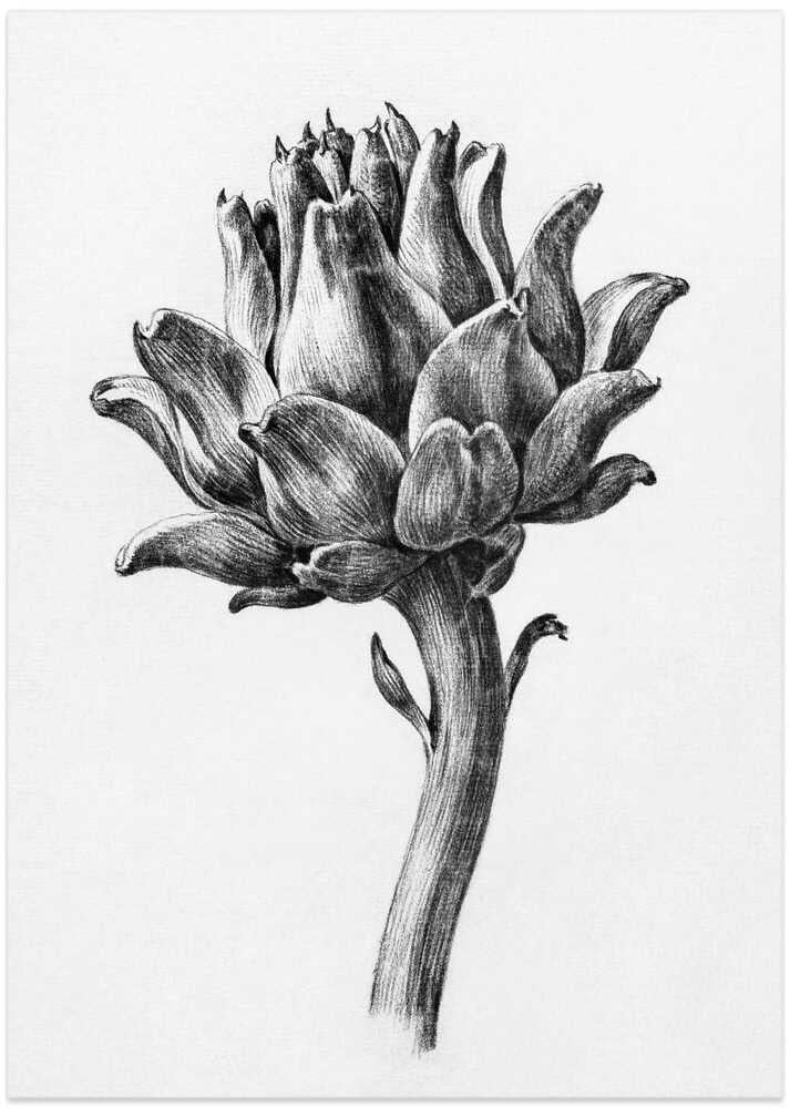 Artichoke By Jean Bernard - Art Print by Jean Bernard