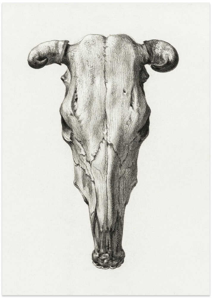 Skull of a Cow Front  View(1816) - Art Print by Jean Bernard