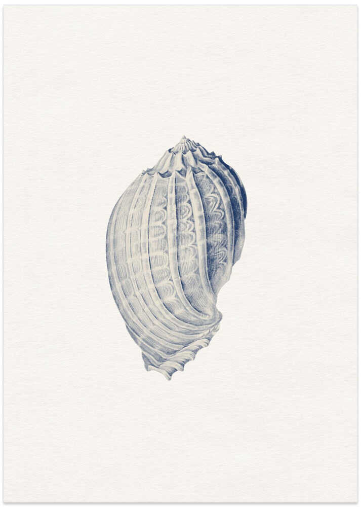 Intricate Blue Seashell - Art Print by Wild Violets
