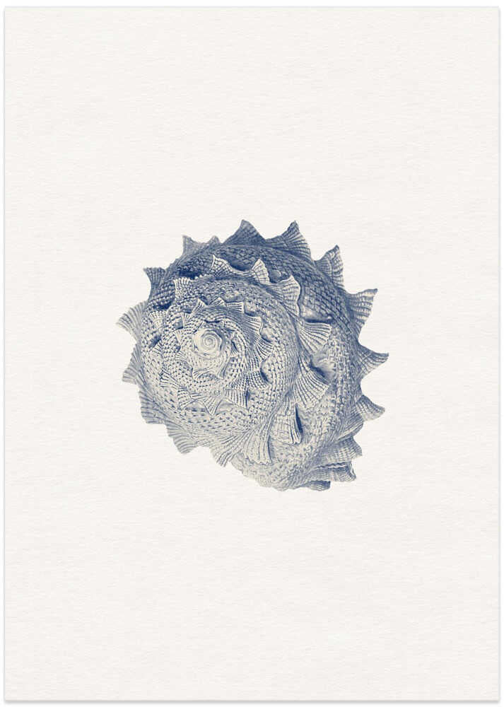 Spiked Shell Study - Art Print by Wild Violets