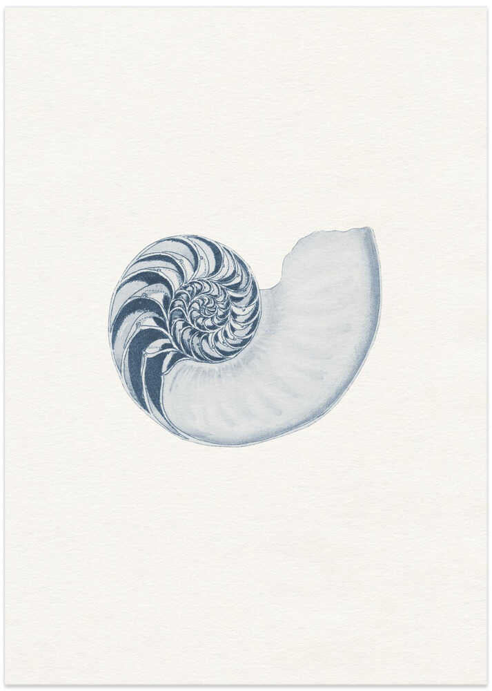 Blue Nautilus Spiral - Art Print by Wild Violets