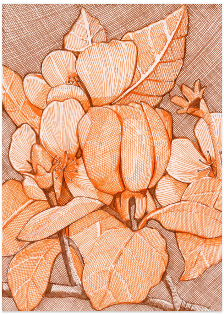 Hatched Orange Blossoms - Art Print by Katie O'Shea