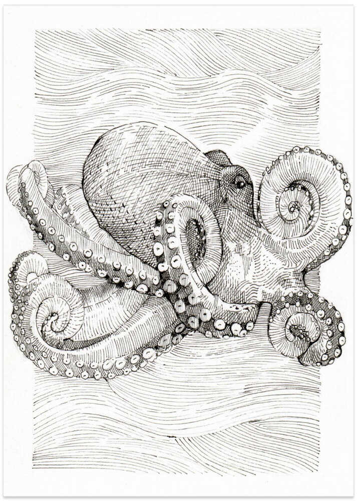 Black and White Octopus Line Drawing - Art Print by Katie O'Shea