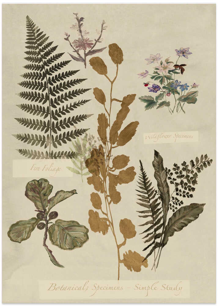 Botanical Specimens Study - Art Print by cartissi