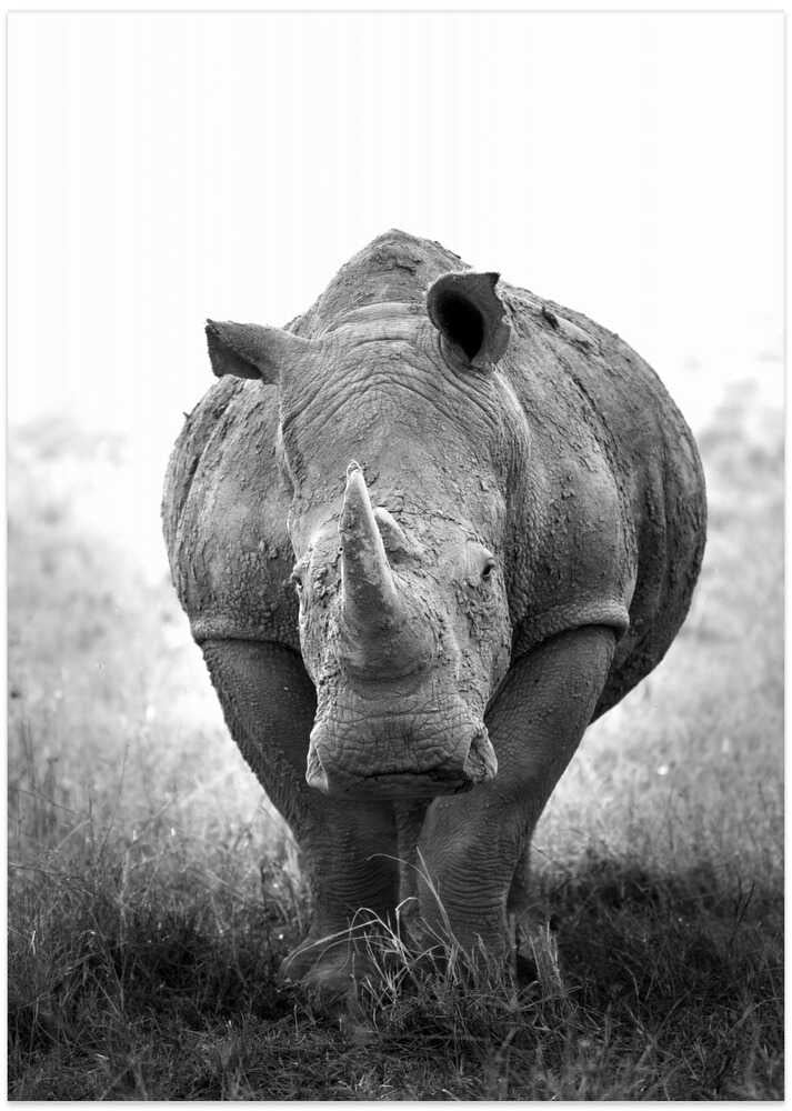 Powerful Rhino Portrait - Art Print by Benjamin Saunders
