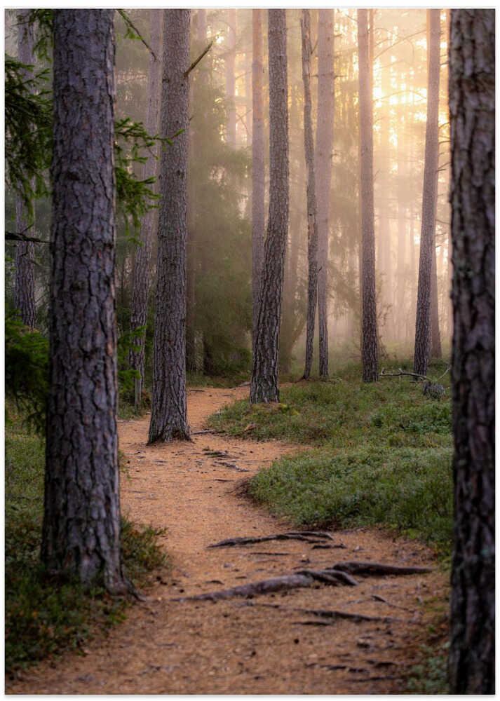 Misty Forest Path - Art Print by Julien Pröpper