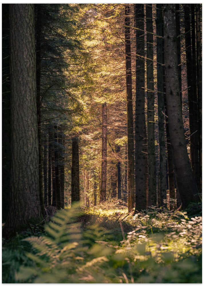 Sunbeams in the forest - Art Print by Harald Bader Photography