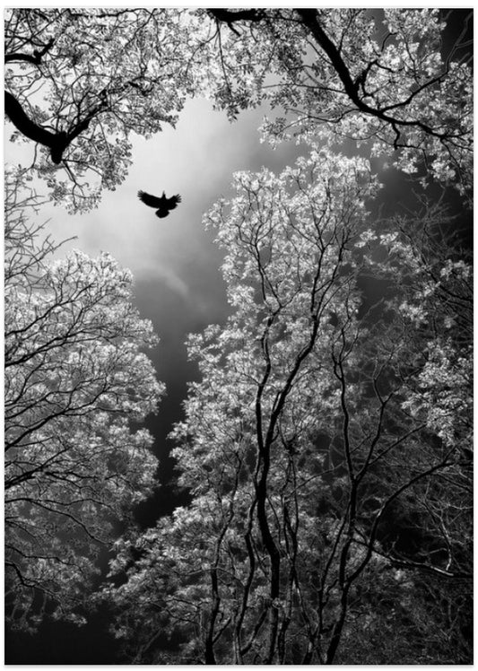 Flight - Art Print by Goran Stamenkovic