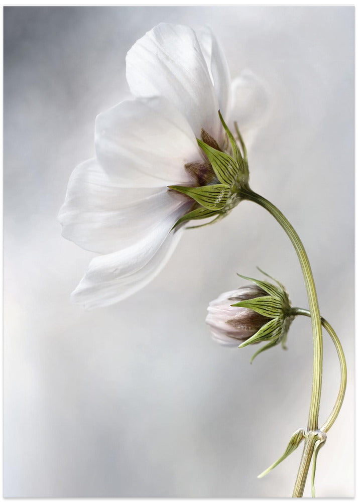 Heavenly Cosmos - Art Print by Mandy Disher