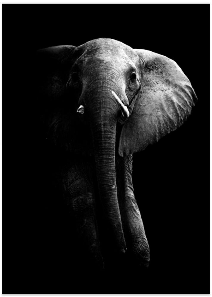 Elephant! - Art Print by WildPhotoArt