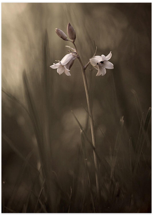 A small flower on the ground - Art Print by Allan Wallberg