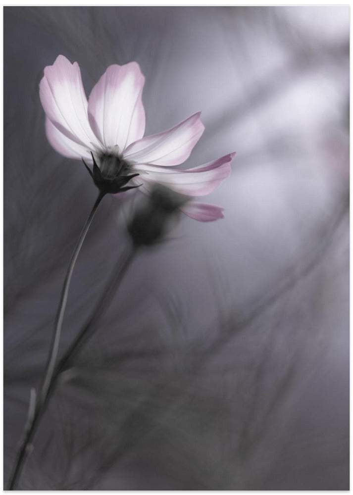 Cosmos - Art Print by Hideto Morimatsu