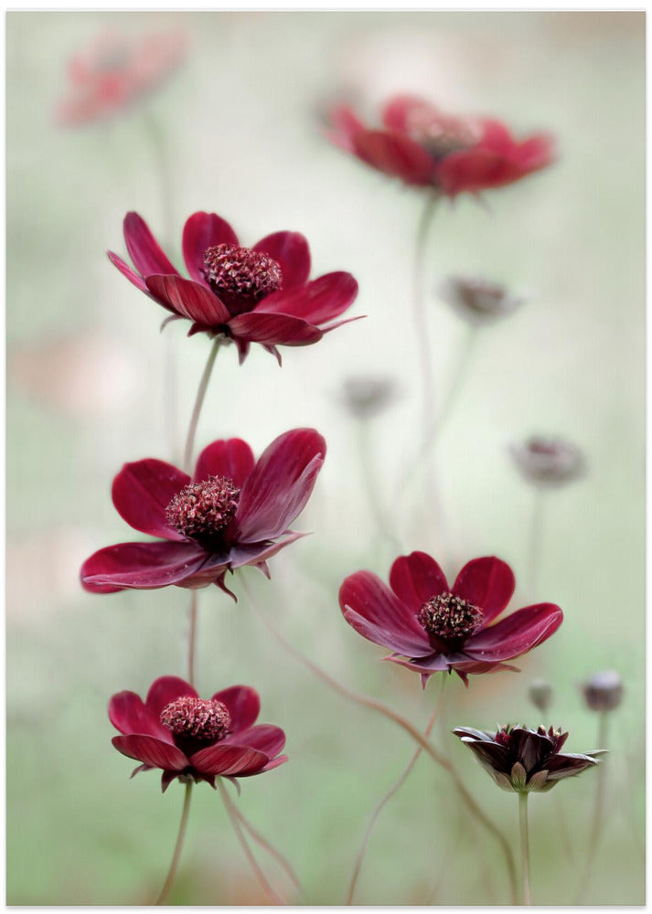 Cosmos sway - Art Print by Mandy Disher