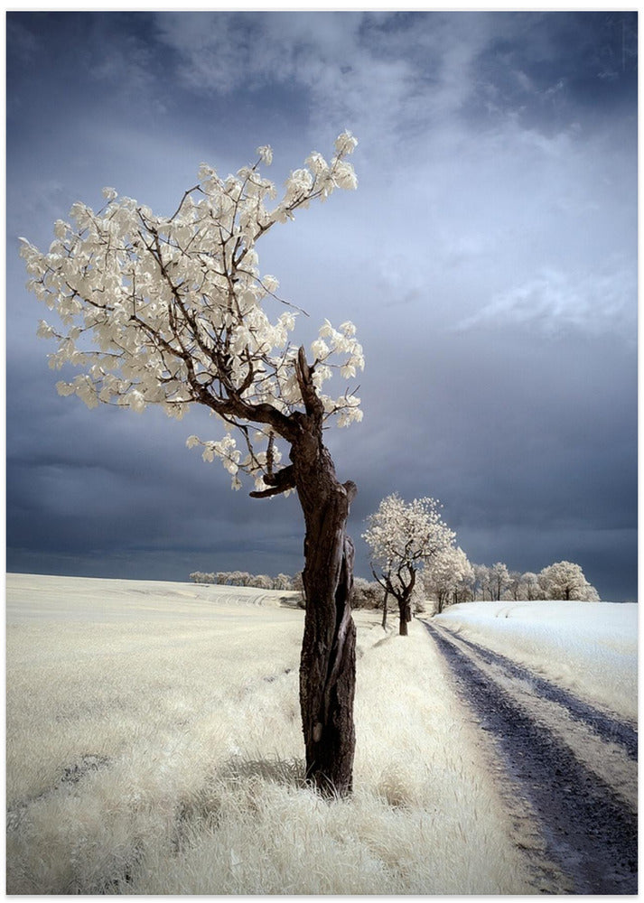 IRenka - Art Print by Piotr Krol (Bax)