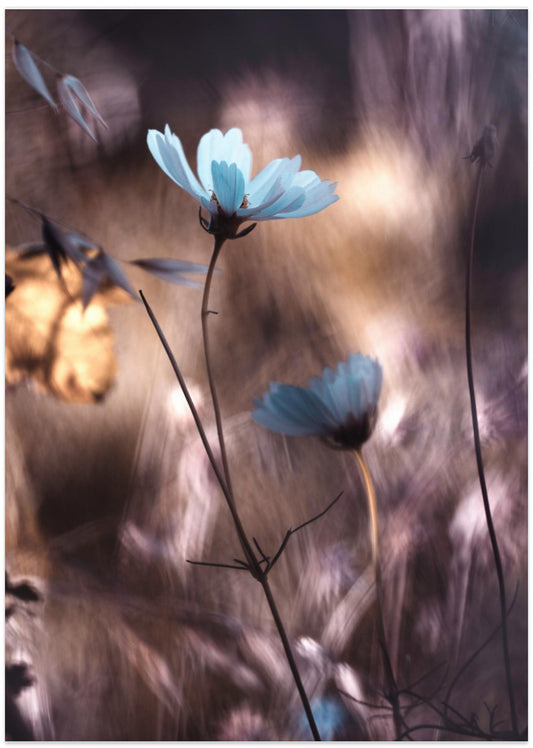 Lueur d'Automne - Art Print by Fabien BRAVIN