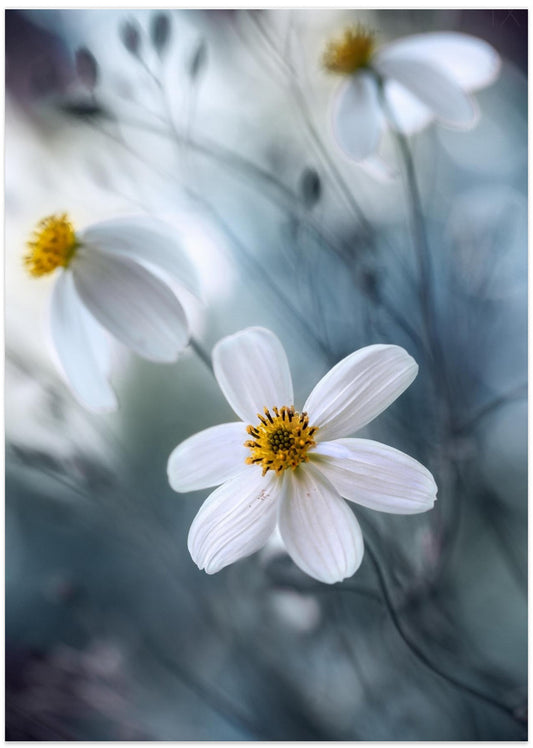 Cosmos - Art Print by Mandy Disher
