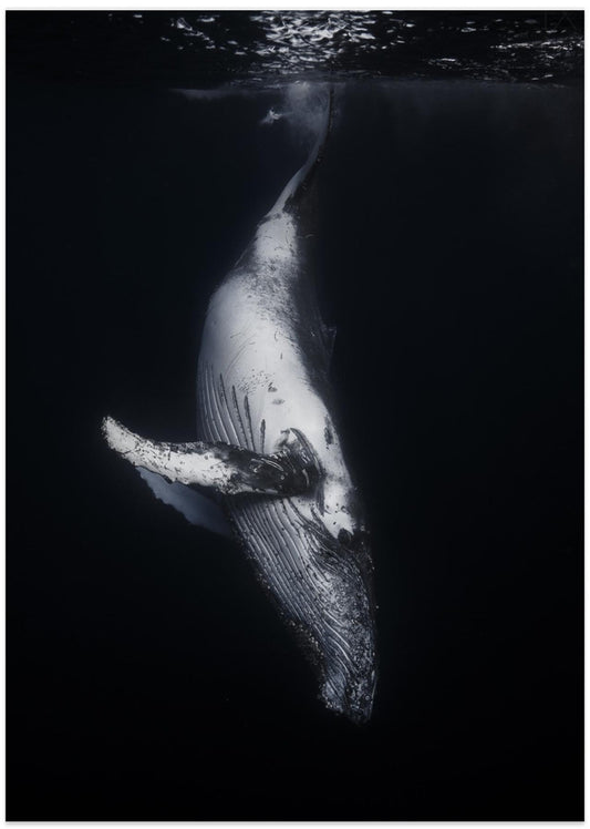 Black Whale - Art Print by Barathieu Gabriel