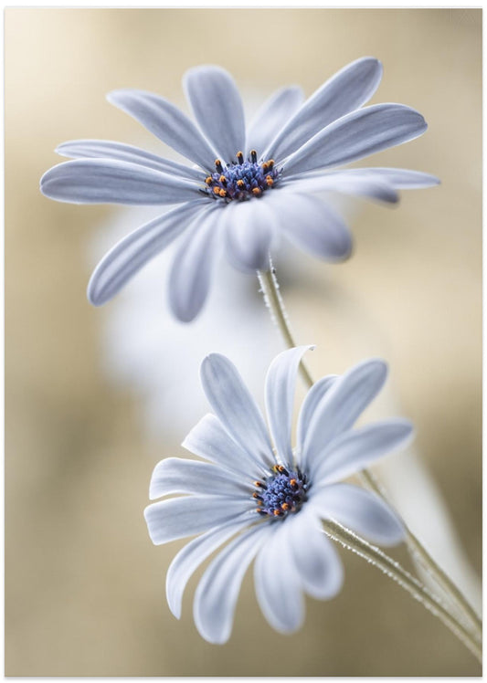 Cape daisies - Art Print by Mandy Disher