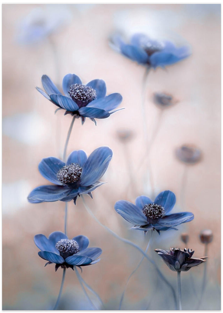Cosmos blue - Art Print by Mandy Disher