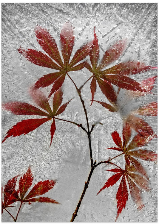red maple - Art Print by Secundino Losada