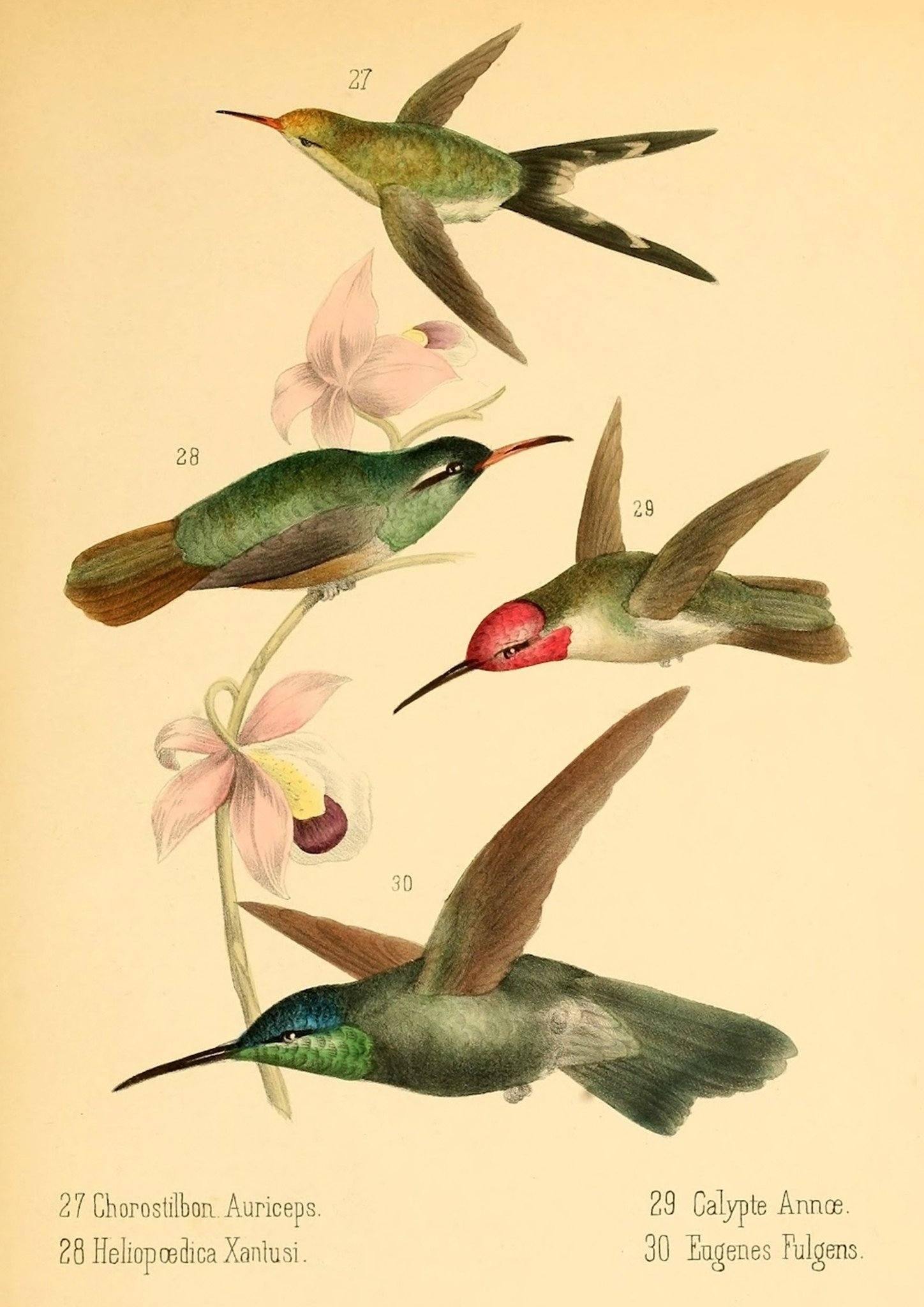 BIRDS ART PRINT: Vintage Bird Illustration - Pimlico Prints