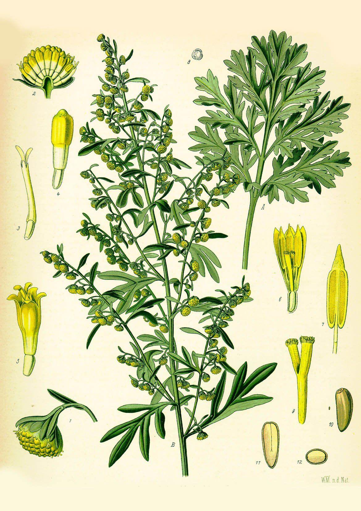 ABSINTHE ART PRINT: Vintage Botanical Plant Illustration - Pimlico Prints