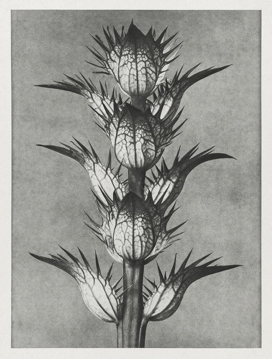 URFORMEN DER KUNST PRINTS: Botanical Plant Artworks by Karl Blossfeldt - Pimlico Prints