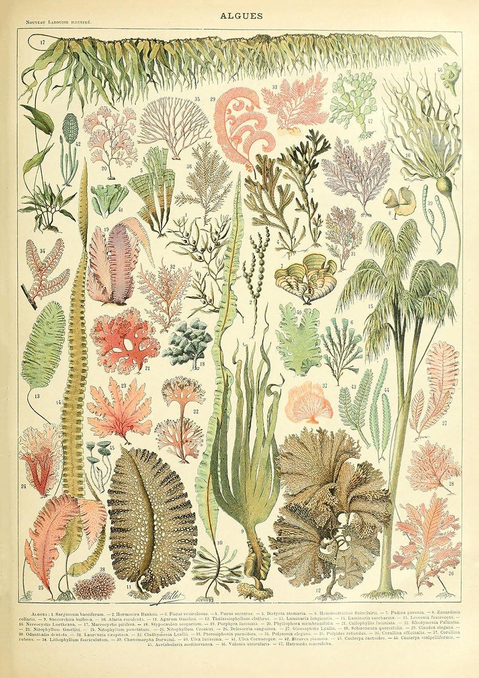 VINTAGE LEAVES POSTER: French Algues Art Print - Pimlico Prints
