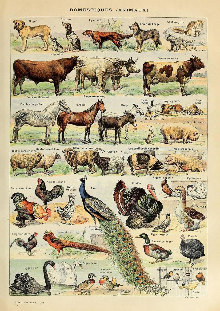 VINTAGE ANIMALS POSTER: French Farm Creatures Art Print - Pimlico Prints