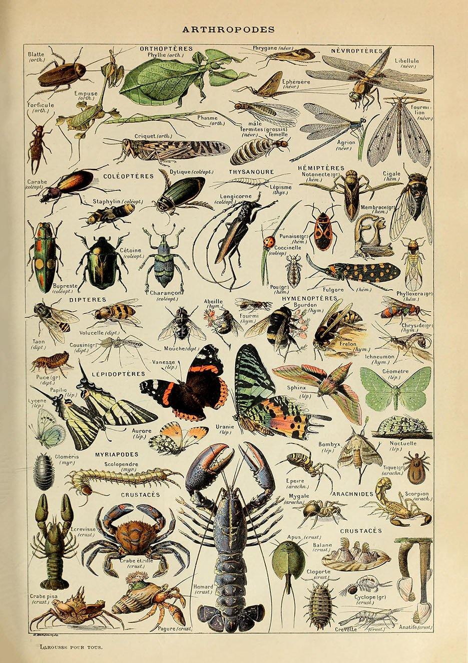 VINTAGE ARTHROPODS POSTER: French Insects Art Print - Pimlico Prints