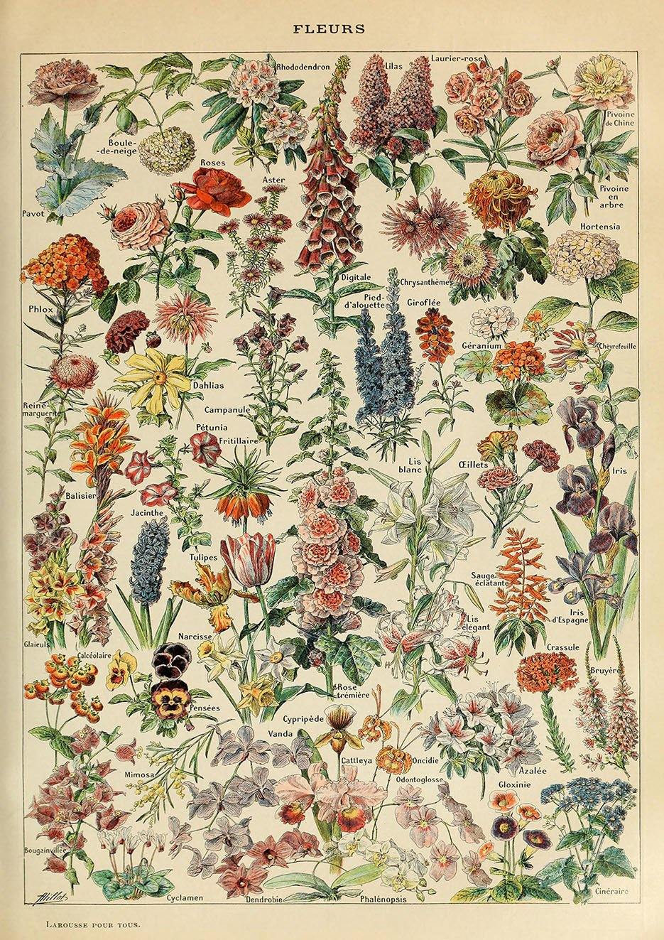 VINTAGE FLOWERS POSTER: French Fleurs Art Print - Pimlico Prints