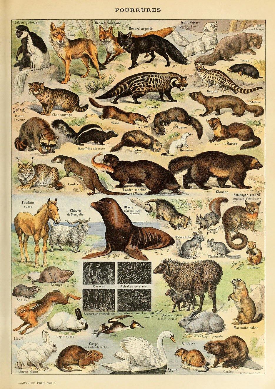 FURRY ANIMALS POSTER: French Art Print by Millot - Pimlico Prints