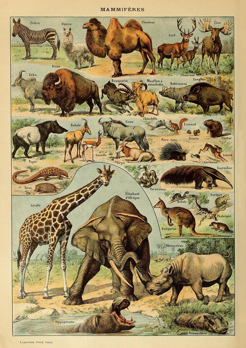 VINTAGE MAMMALS POSTER: French Art Print With Elephant, Giraffe - Pimlico Prints