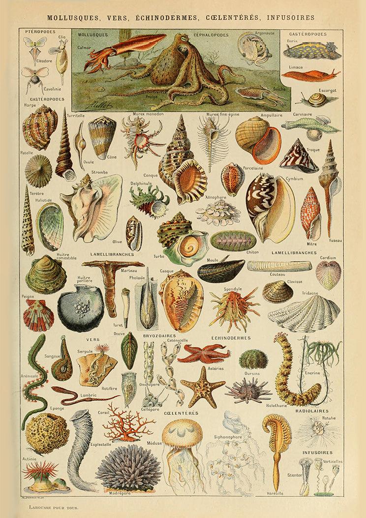 VINTAGE MOLLUSCS POSTER: French Shellfish Art Print - Pimlico Prints