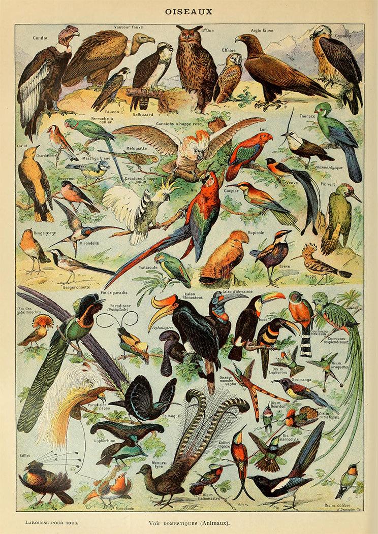 VINTAGE BIRDS POSTER: French Oiseaux Art Print - Pimlico Prints