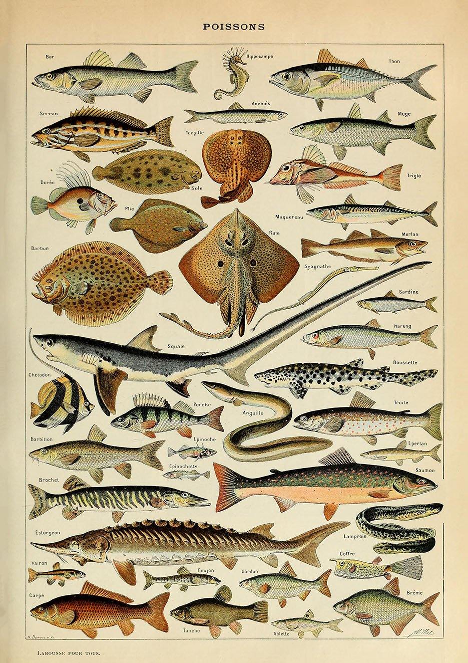 VINTAGE FISH POSTER: French Poissons Art Print - Pimlico Prints