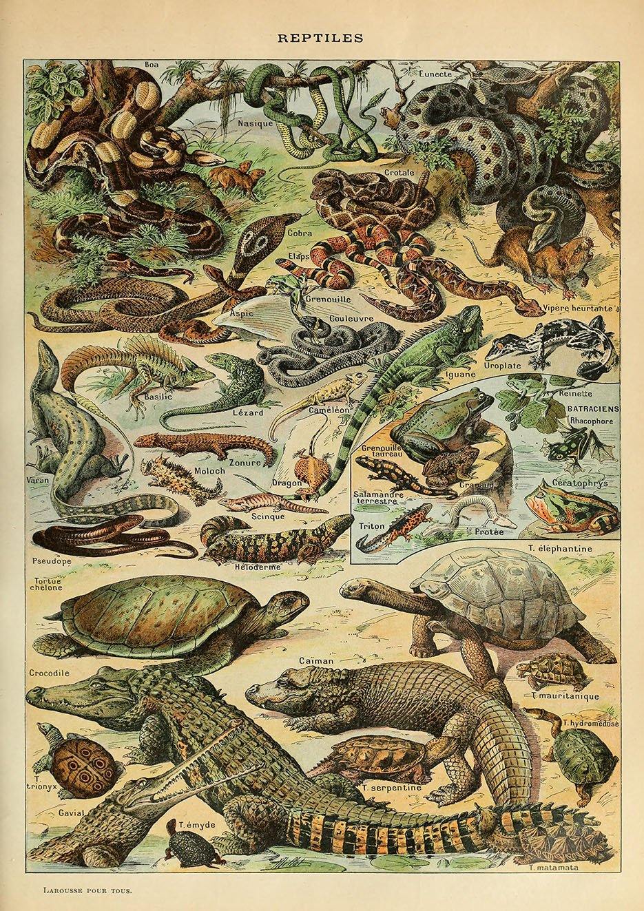 VINTAGE REPTILES POSTER: French Art Print With Crocodile, Snakes - Pimlico Prints