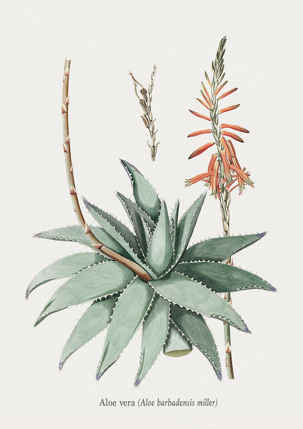 ALOE VERA ART PRINT: Vintage Botanical Plant Illustration - Pimlico Prints