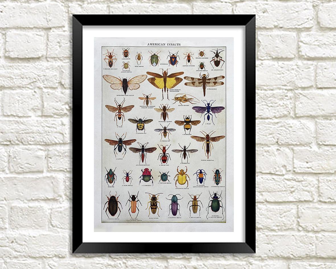 AMERICAN INSECTS POSTER: Vintage Entomology Art Print - Pimlico Prints