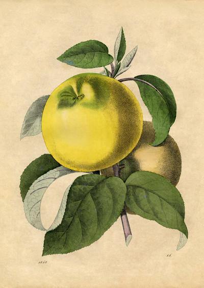 APPLE ART PRINT: Vintage Fruit Illustration - Pimlico Prints
